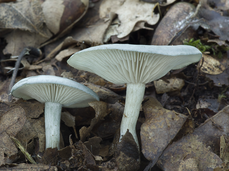 Clitocybe odora